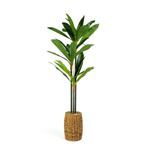 11906 • Műnövény dekoráció - Dracaena Fragrans - 1,1-1,2 m