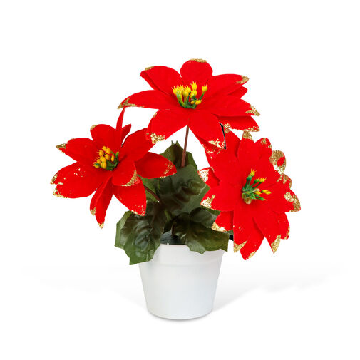 58856 • Mikulásvirág kaspóban – piros  – 18 cm