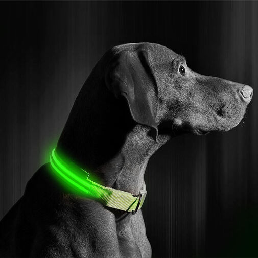 60029D • LED-es nyakörv - akkumulátoros - L méret - zöld